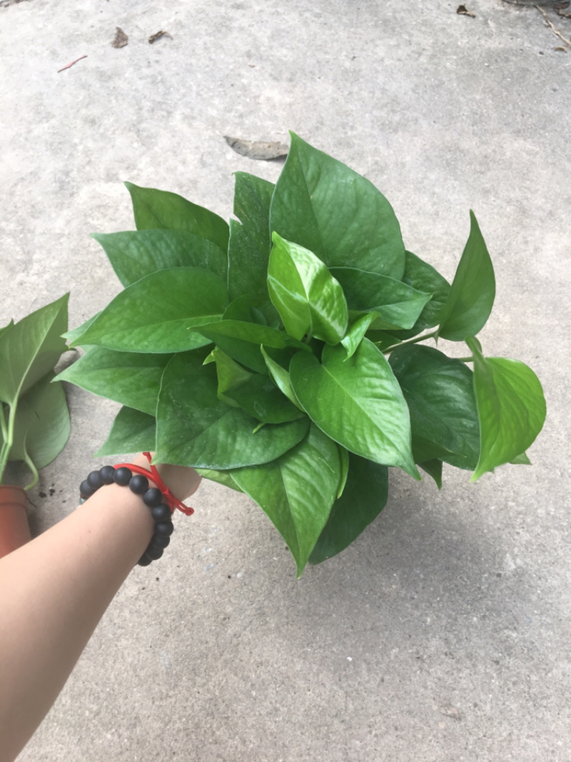 绿化工程绿萝