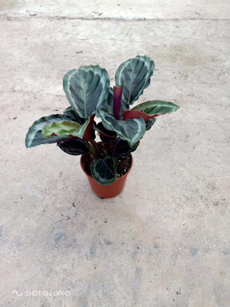 各种竹芋