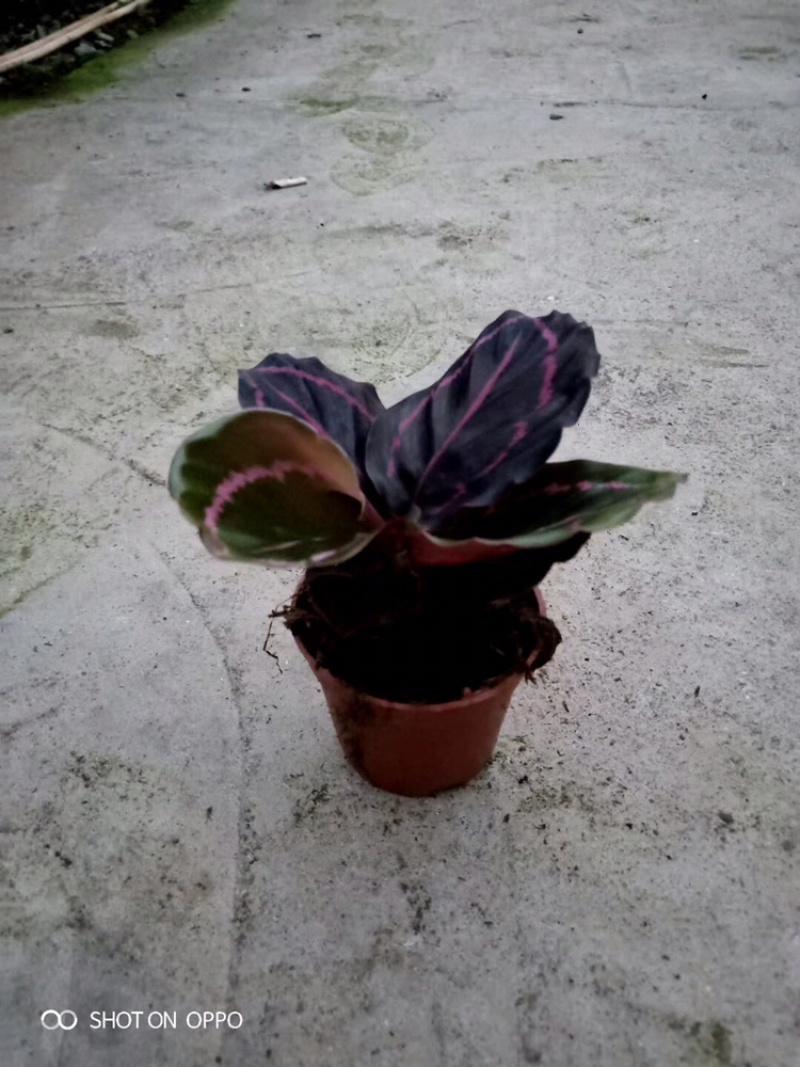 各种竹芋