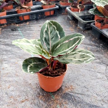 各种竹芋