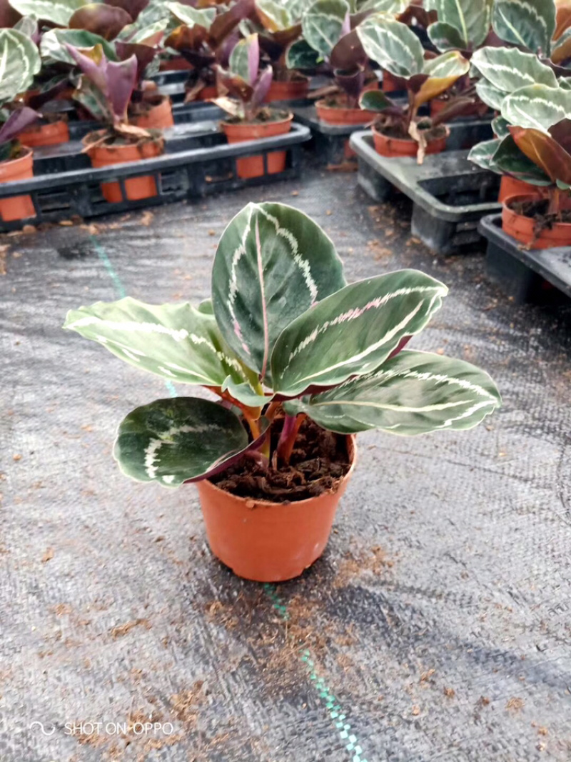 各种竹芋