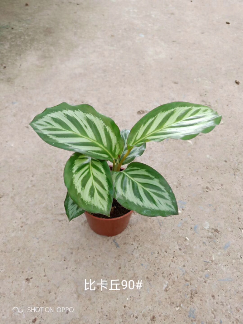 各种竹芋