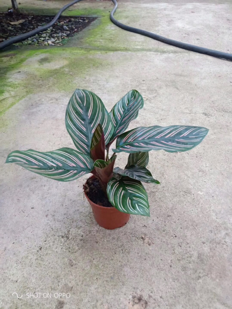各种竹芋
