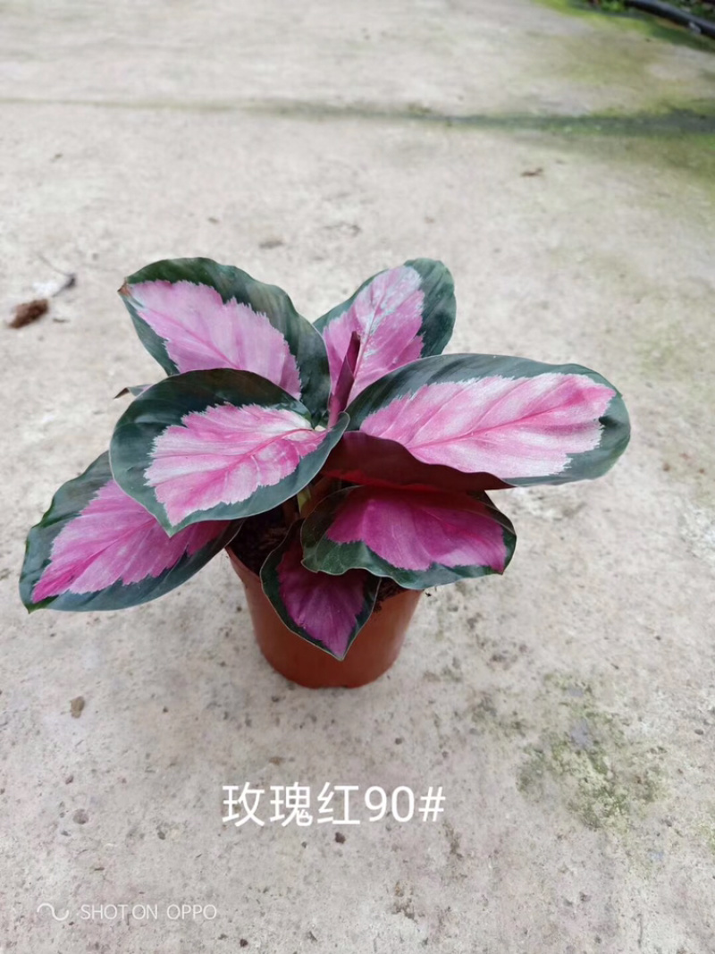 各种竹芋