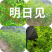 明日见柑橘苗杯苗，地苗