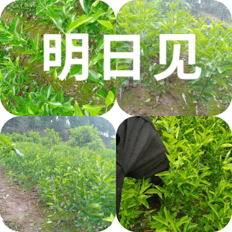明日见柑橘苗杯苗，地苗