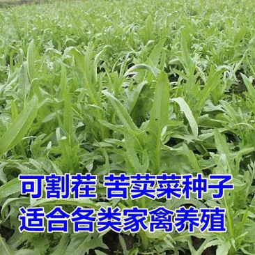 高产牧草种子苦荬菜种子阔叶多汁苦买菜养猪鸡鸭鹅兔吃的
