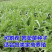 高产牧草种子苦荬菜种子阔叶多汁苦买菜养猪鸡鸭鹅兔吃的