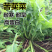 高产牧草种子苦荬菜种子阔叶多汁苦买菜养猪鸡鸭鹅兔吃的