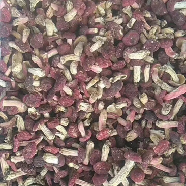 红菇