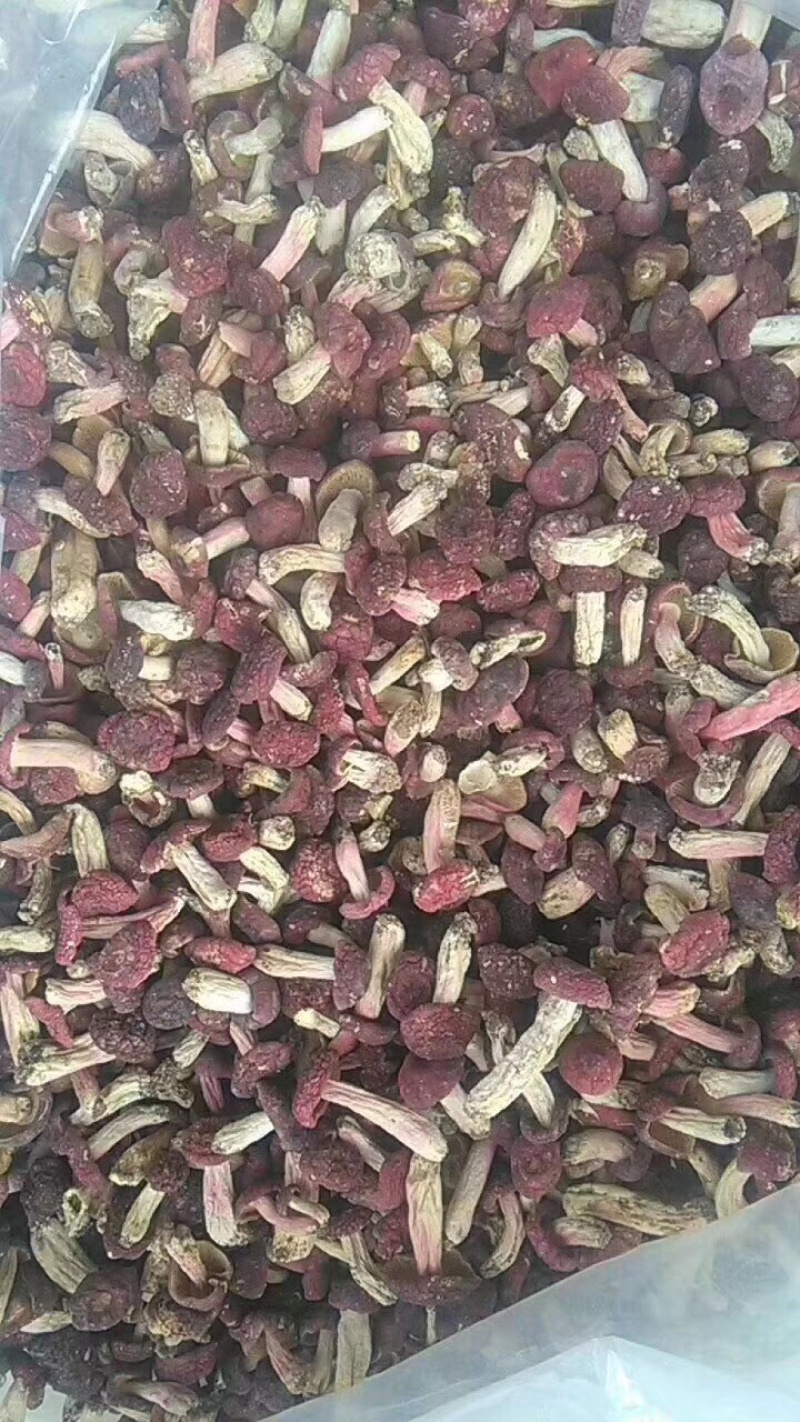 红菇