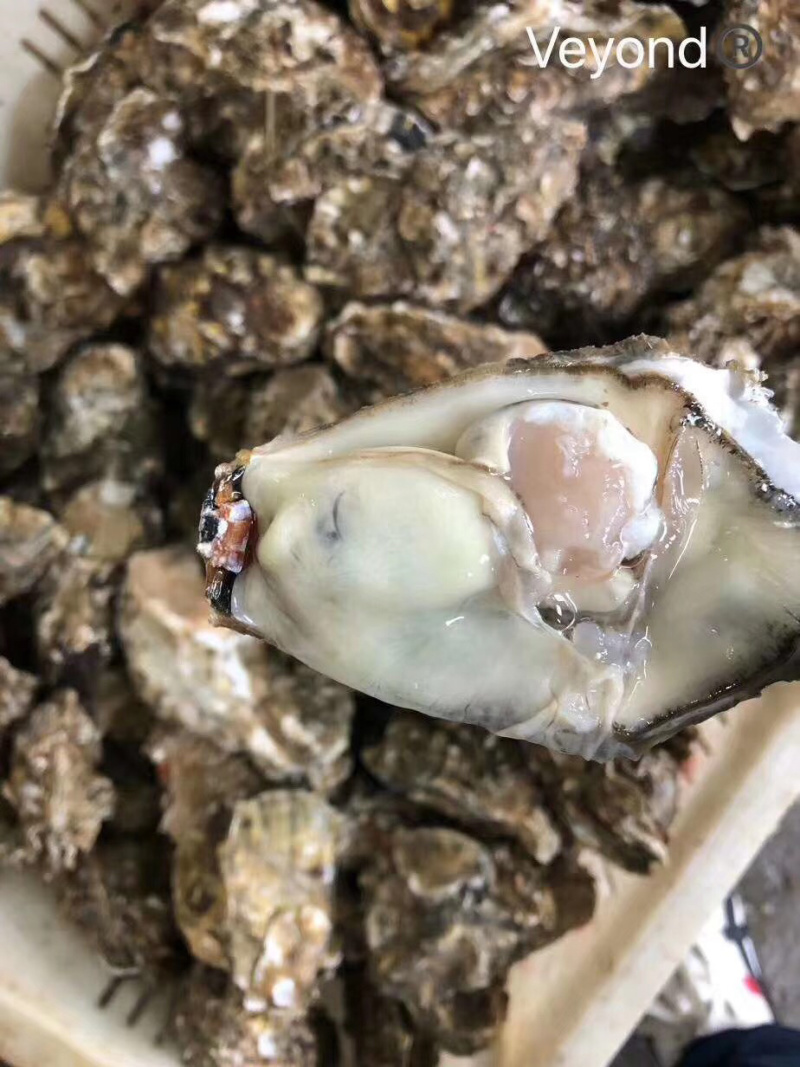 生蚝海蛎子