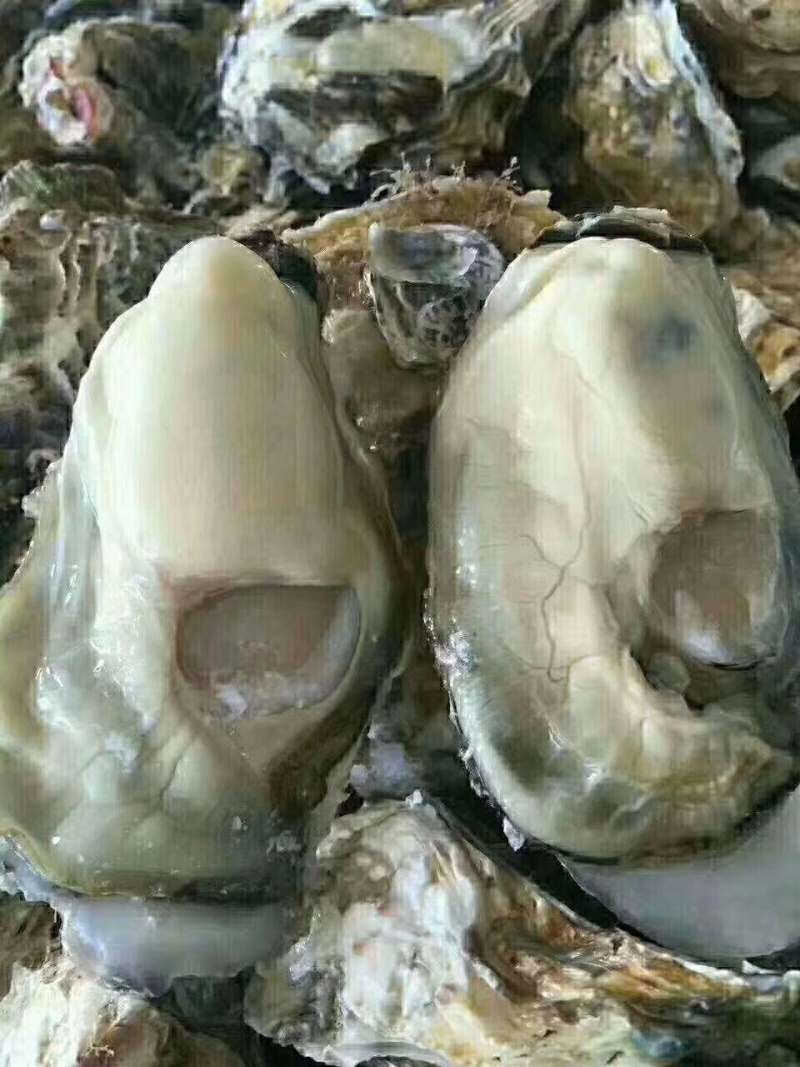 生蚝海蛎子