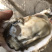 生蚝海蛎子