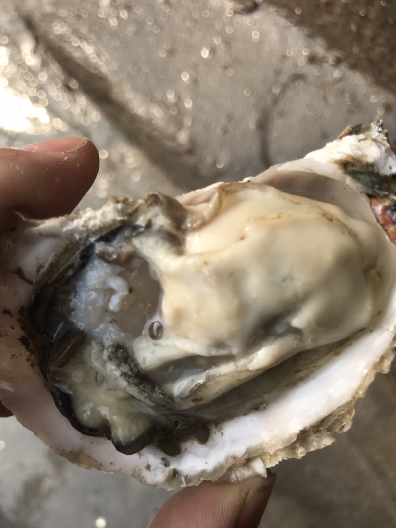 生蚝海蛎子