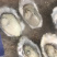 生蚝海蛎子