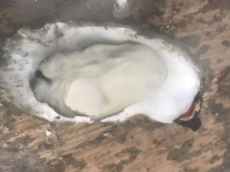 生蚝海蛎子
