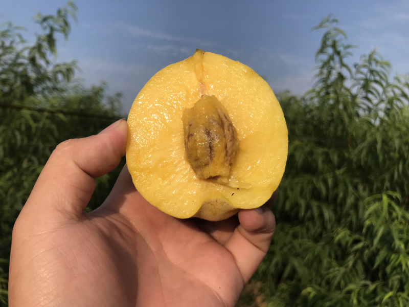 正宗83黄桃新鲜水果罐头黄桃诚信经营可发全国