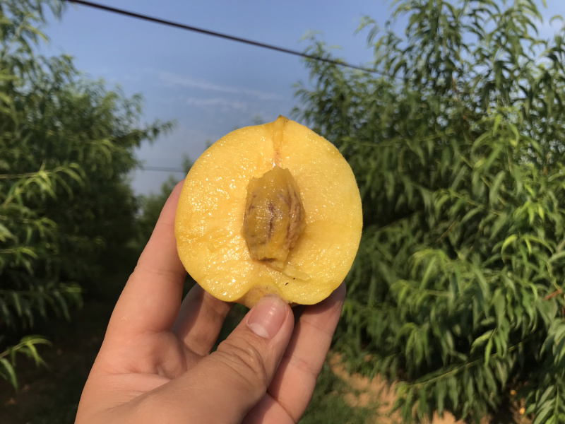正宗83黄桃新鲜水果罐头黄桃诚信经营可发全国