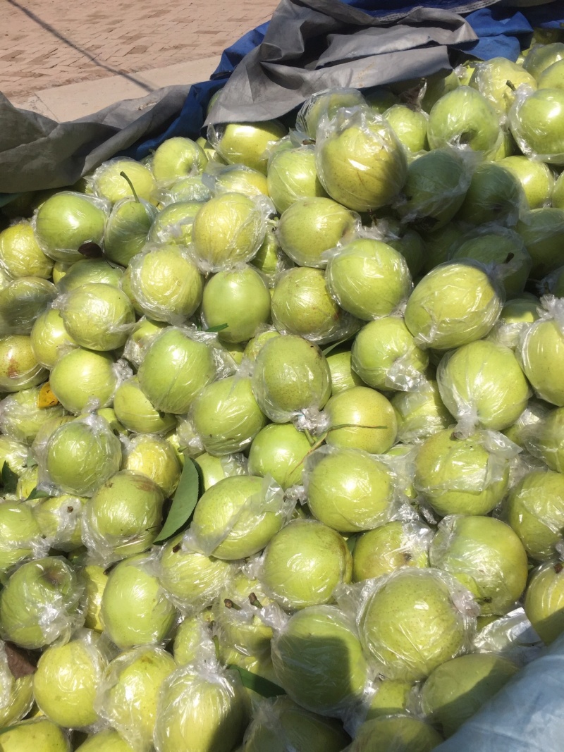 河北膜袋【鸭梨】皮薄肉细，核小，色泽鲜黄，脆甜无渣