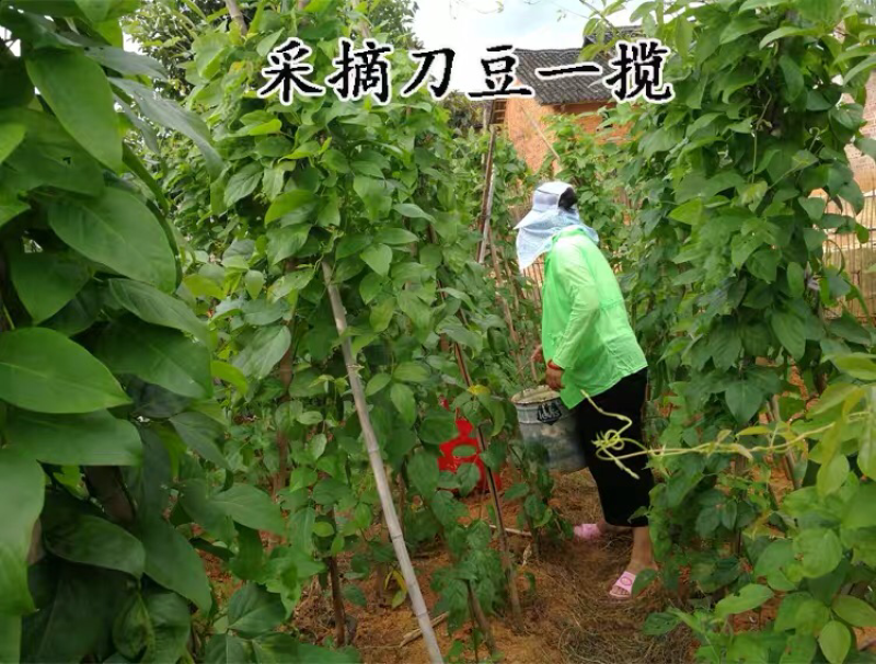 刀豆新鲜现摘现发5斤装支持各大网商一代发