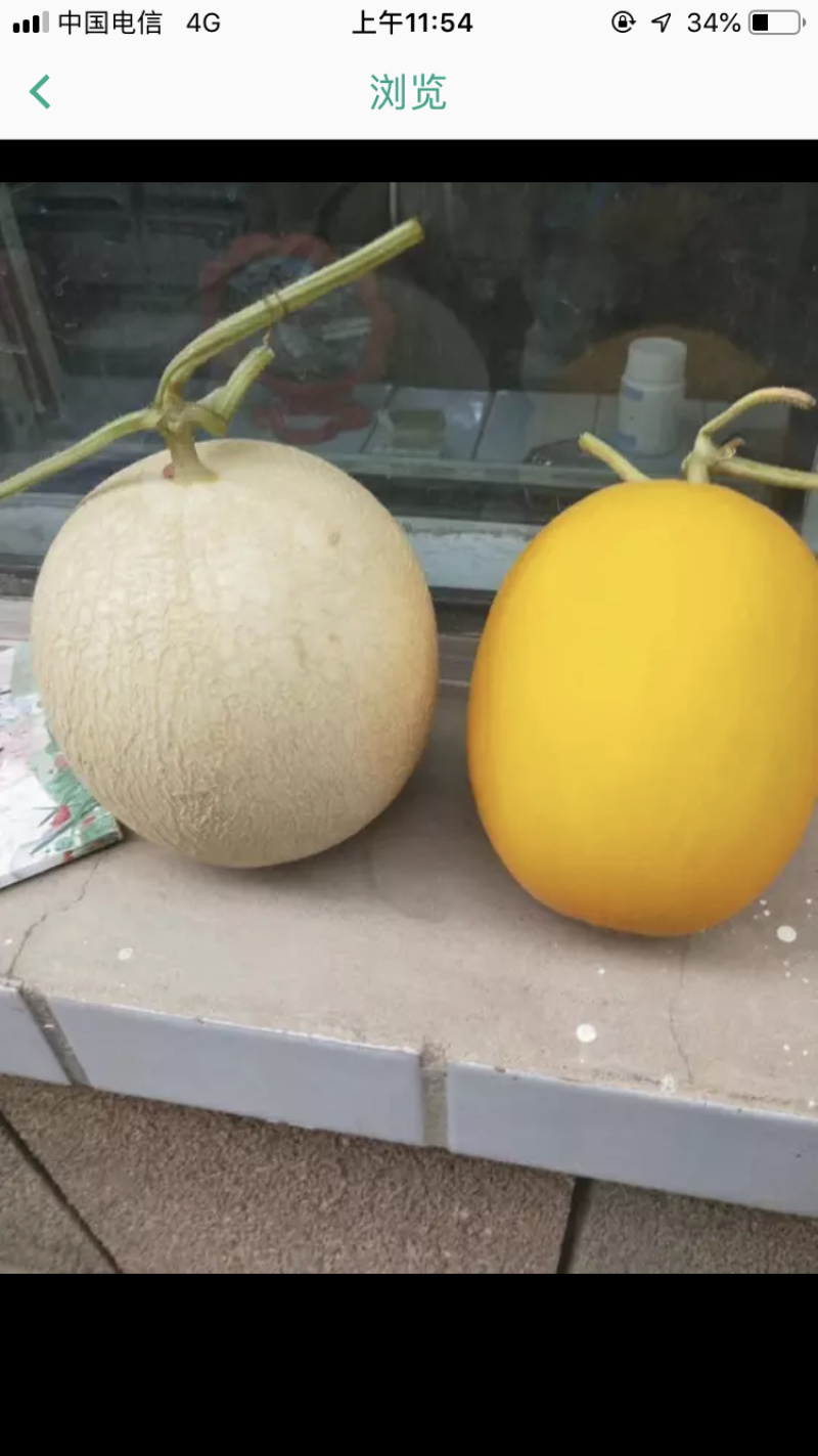甘肃玉门甜瓜