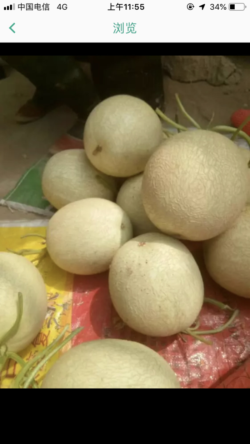 甘肃玉门甜瓜