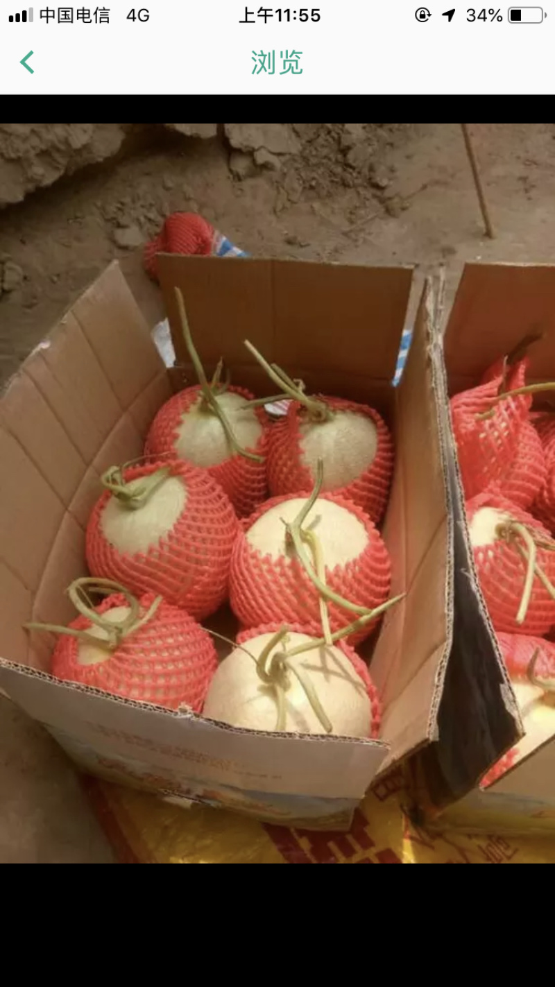 甘肃玉门甜瓜