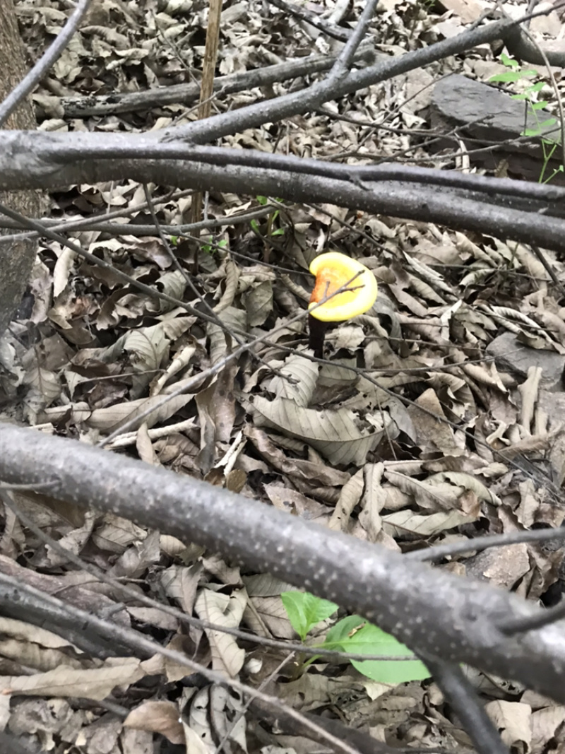 野生木灵芝