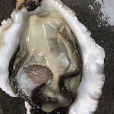 鲜活乳山三倍体生蚝4-5两净蚝
