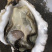 鲜活乳山三倍体生蚝4-5两净蚝
