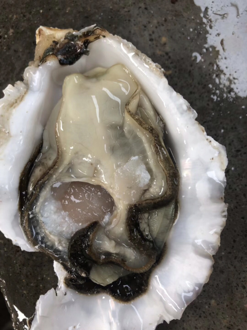 鲜活乳山三倍体生蚝4-5两净蚝