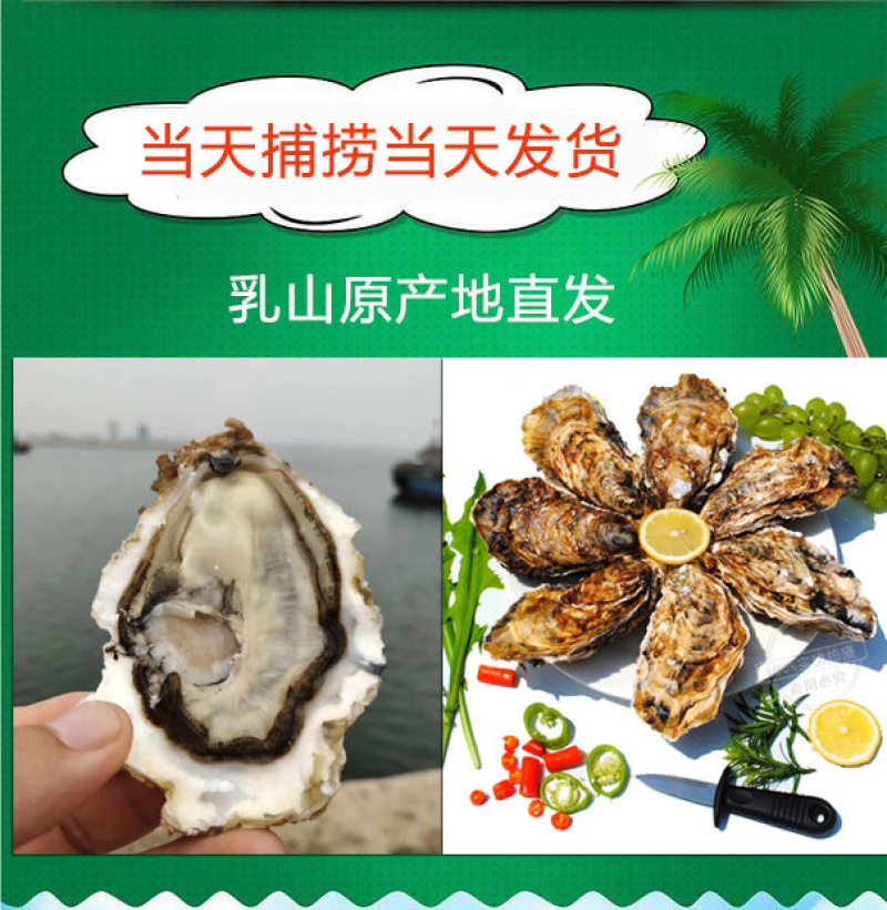 鲜活乳山三倍体生蚝4-5两净蚝