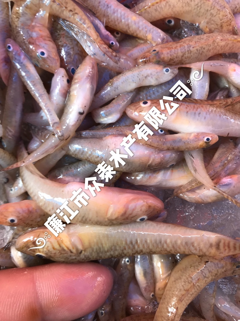 大黄鱼34567公分一手货源