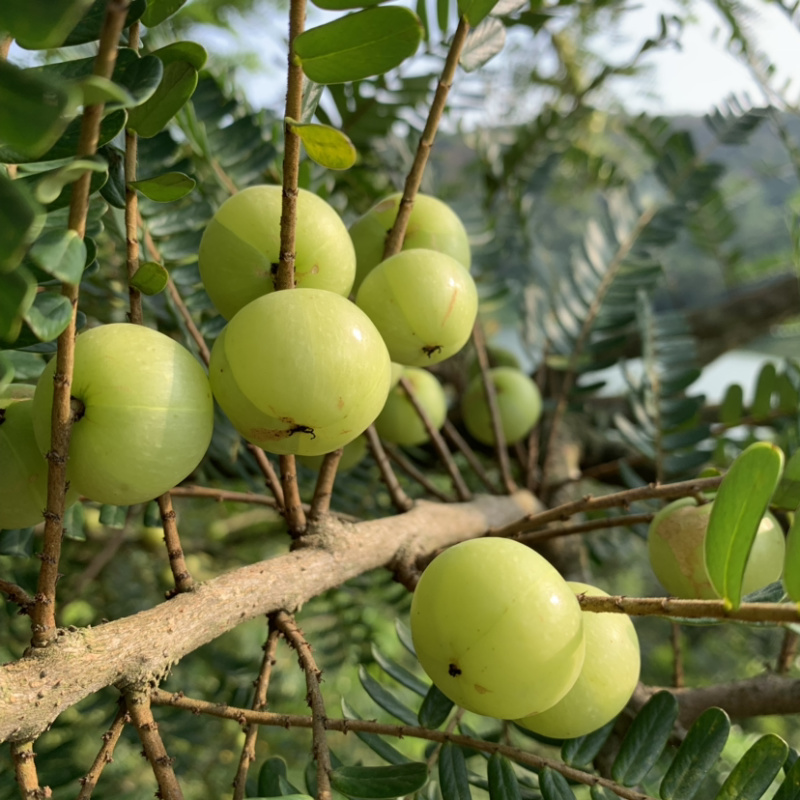 新鲜青油甘余甘果牛甘果滇橄榄孕妇水果