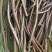 蕨菜干