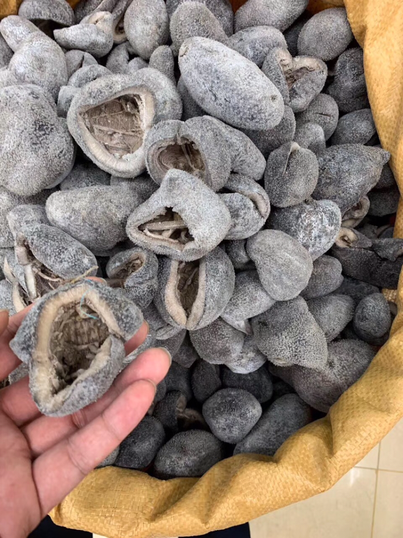 海参，球参10头