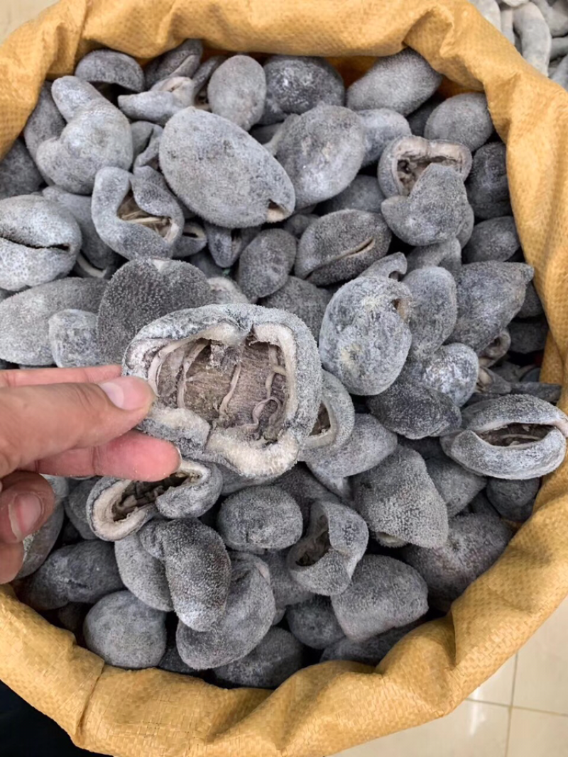 海参，球参10头