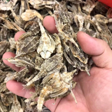 海燕子，新鲜淡干/斤