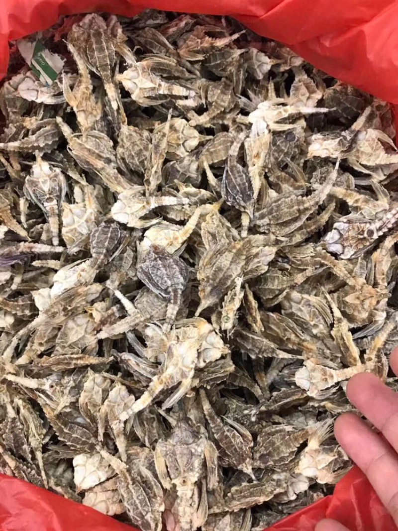 海燕子，新鲜淡干/斤