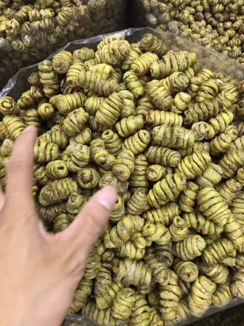 巨大石斛