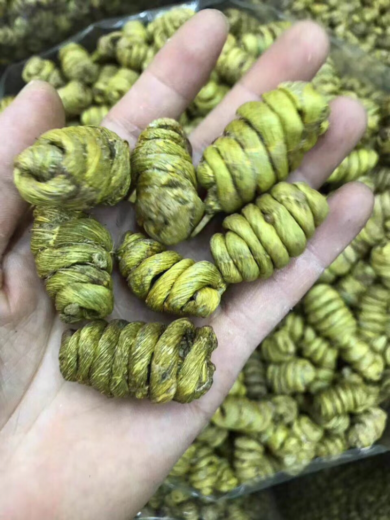 巨大石斛