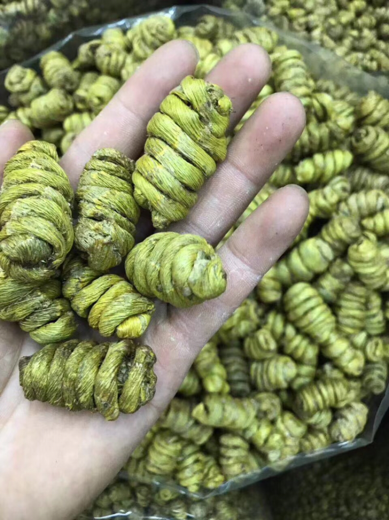巨大石斛