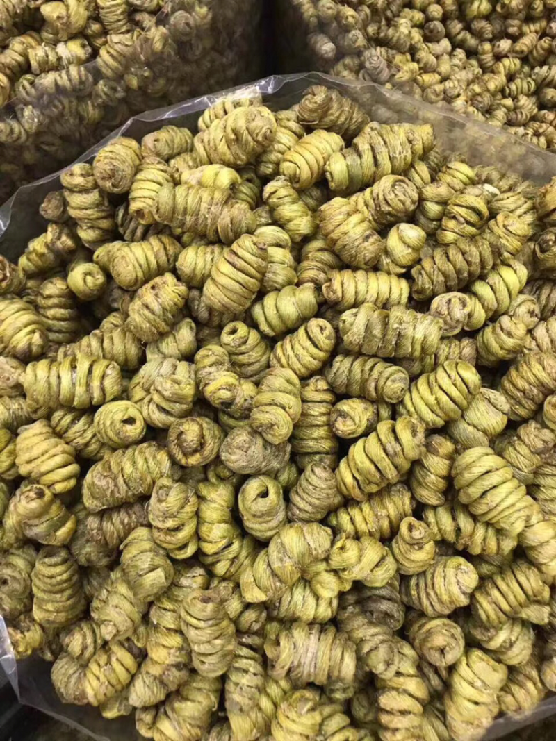 巨大石斛