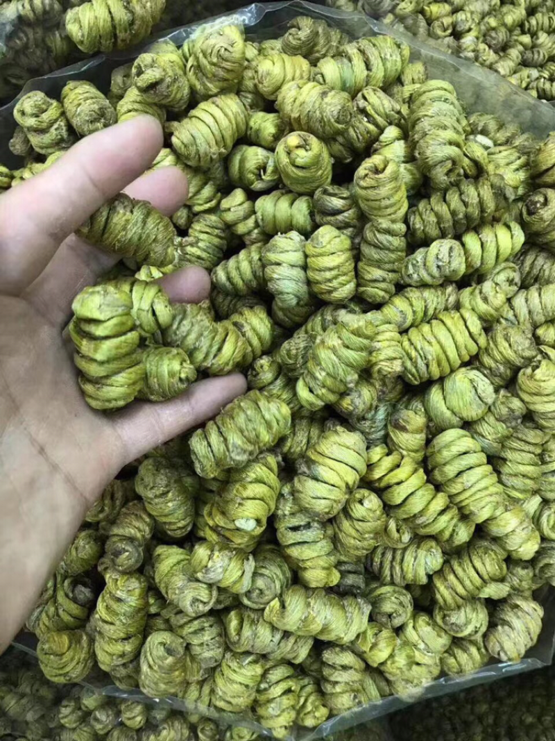 巨大石斛