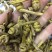 石斛，水草龙头凤尾精选货