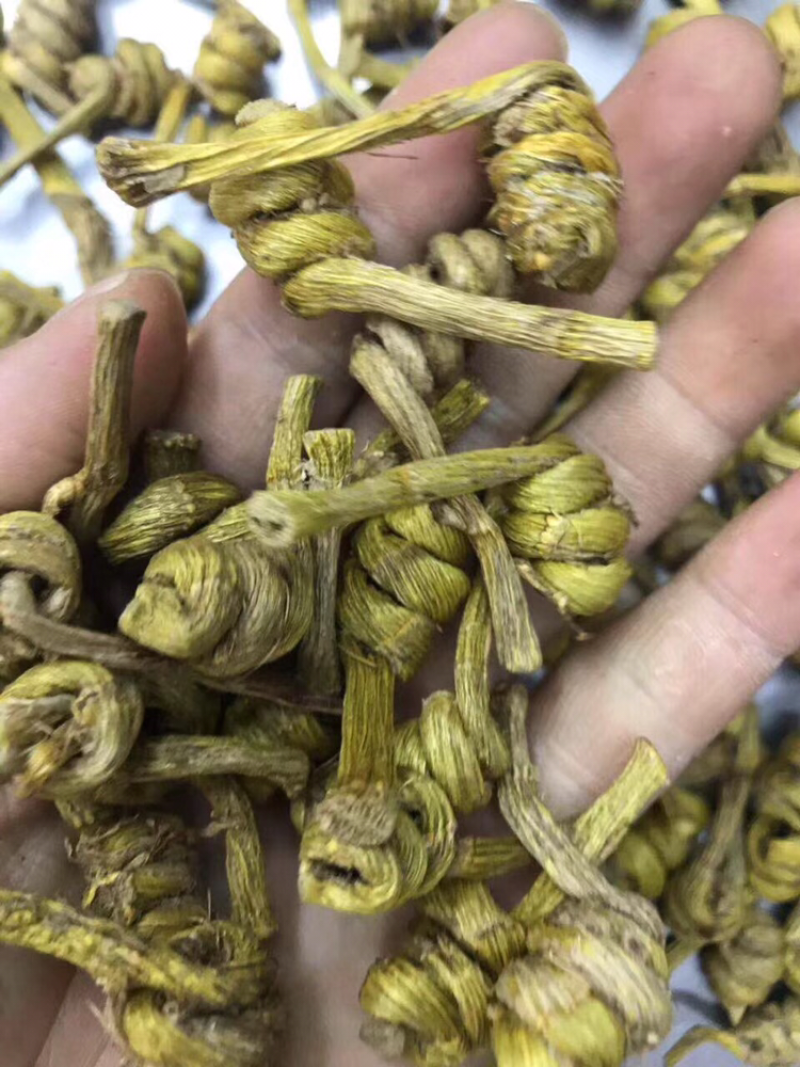石斛，水草龙头凤尾精选货