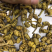 石斛，水草龙头凤尾精选货