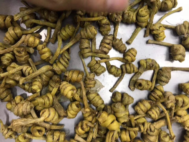 石斛，水草龙头凤尾精选货