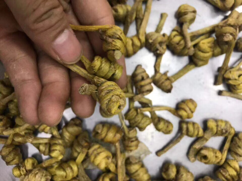 石斛，水草龙头凤尾精选货